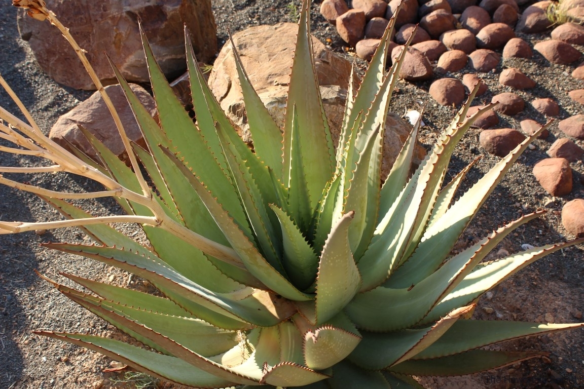 Aloe littoralis, Namib Naukluft (6)