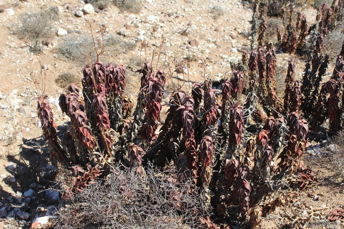 Aloe pearsonii, Helskloof Pass (9)
