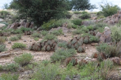 Aloe claviflora, Upington (4)