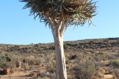 Aloe dichotoma, Sperrgebiet Lodge (1)