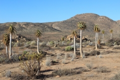 Aloe dichotoma, Sperrgebiet Lodge (7)