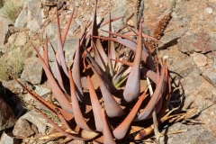 Aloe gariepensis, Aggeneys (5)