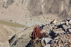 Aloe gariepensis, Fish River Canyon (2)