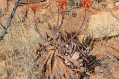 Aloe herreroensis, Keetmanshoop (1)