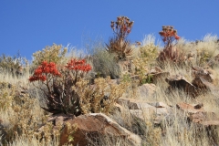 Aloe herreroensis, Keetmanshoop (5)