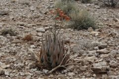 Aloe herreroensis, Namib Naukluft (3)