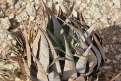 Aloe herreroensis, Namib Naukluft (7)