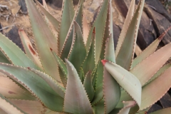 Aloe littoralis, Namib Naukluft (5)
