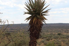 Aloe littoralis, Windhoek (1)