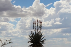 Aloe littoralis, Windhoek (2)