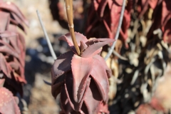Aloe pearsonii, Helskloof Pass (1)
