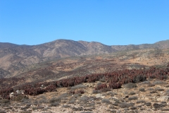 Aloe pearsonii, Helskloof Pass (7)