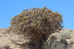 Aloidendron ramosissima, Richtersveld National Park