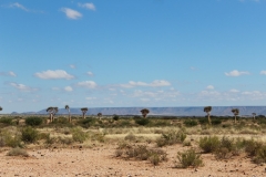 The Augrabies Park ‘Quiver Trees’ (3)