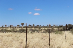 The Augrabies Park ‘Quiver Trees’ (8)