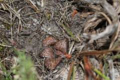 Haworthia-splendens,-W.-Albertinia (MF)