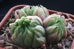 Haworthia transiens ISI166 Acquired from Whitestone Gardens in 1996 Ham