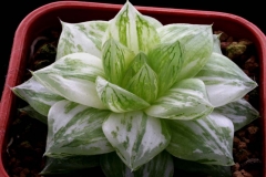 Haworthia 'Harry Mak' Ham2517 This is probably the most common & easily acquired variegated Haworthia. Mr. Gordon Rowley kindly named it after me.