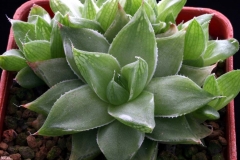 Haworthia 'Mori-no-Sono' Ham534 A variegated form of var. setulifera ex Japan. It has leaves with white margin.