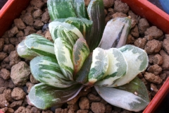 Haworthia 'Seiko' (Variegate) Ham1151