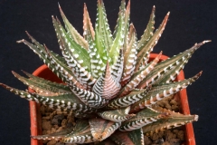 Haworthia attenuata (Big-band form Variegate) Ham1888