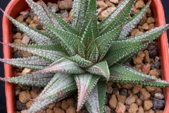 Haworthia attenuata (Grey Variegate) Ham3322