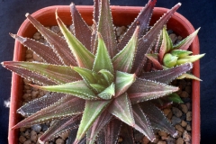 Haworthia attenuata (Variegate) Ham189