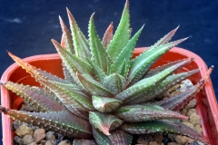 Haworthia attenuata (White Variegate) Ham3070