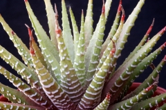 Haworthia attenuata (caespitosa cream variegate) Ham33