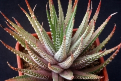 Haworthia attenuata (caespitosa white variegate) Ham2801