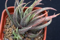 Haworthia attenuata v.radula (Variegate)