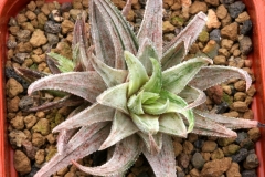 Haworthia attenuata v.radula (Variegate) Ham1287