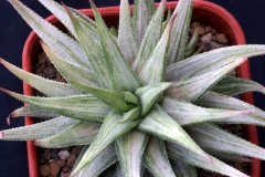 Haworthia attenuata v.radula (White variegate)