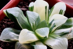 Haworthia bayeri (Variegate) Ham10726 Acquired from Hikako in 2000 as a quarter plant. 2 offsets later; one passed away and only this one survives