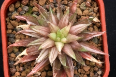 Haworthia chloracantha (Variegate) Ham2736