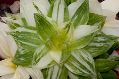 Haworthia cymbiformis variegated