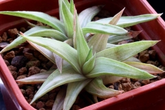 Haworthia limifolia v.ubomboensis (Variegate) Ham2799 Acquired from Hikako in 2003