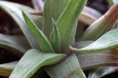 Haworthia limifolia v.ubomboensis (Variegate) Ham2799 [Close-up]