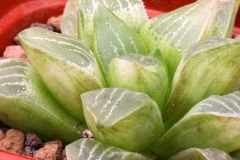 Haworthia mutica (otzenii) Variegate Ham1802 Show seasonal variegation. Good variegation appears only during growing seasons