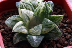 Haworthia pygmaea 'Frosty Cream' Ham3086 Acquired from a friend in Hong Kong in 2001