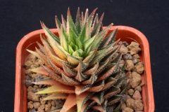 Haworthia reinwardtii Hybrid (Variegate) Ham360