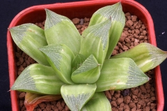 Haworthia retusa (Variegate)