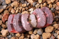 Haworthia truncata (Red variegate) Ham3675 Very slow-growing. Difficult to grow.