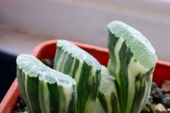 Haworthia truncata (Variegate) Ham 2337 Acquired from Hikako in 1999; very slow grower