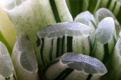 Haworthia truncata (Variegate) Ham2432 (Scoremann ex USA) [Close-up]