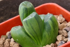 Haworthia truncata v.maughanii (Blured variegate)