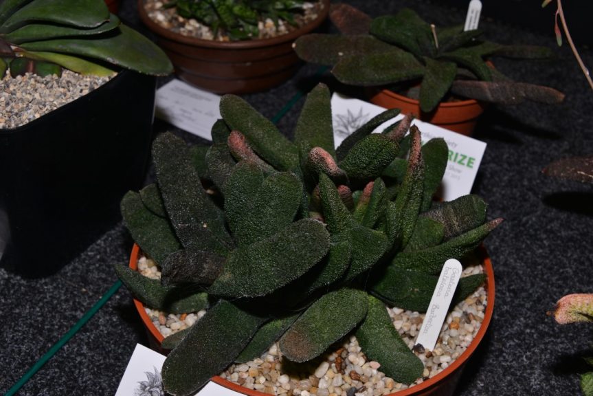 Class 100 - Gasteria batesiana