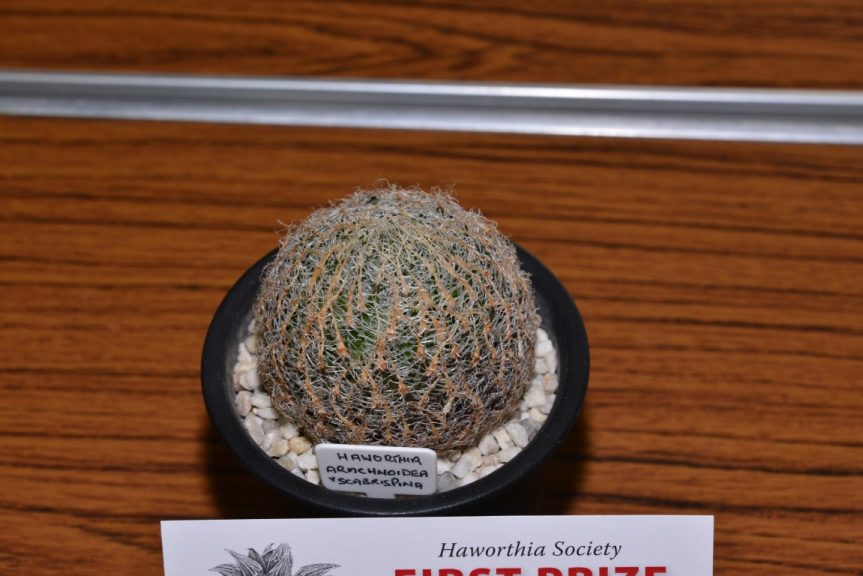 Class 67 - Haworthia arachnoidea var. scabrispina