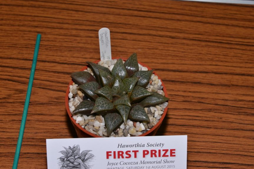 Class 70 - Haworthia bayeri