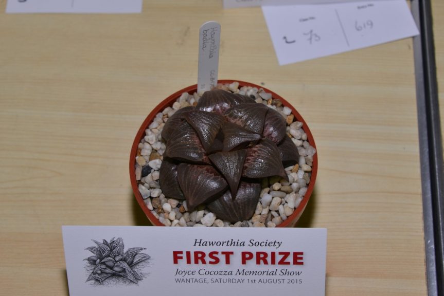 Class 73 Haworthia mirabilis var. badia